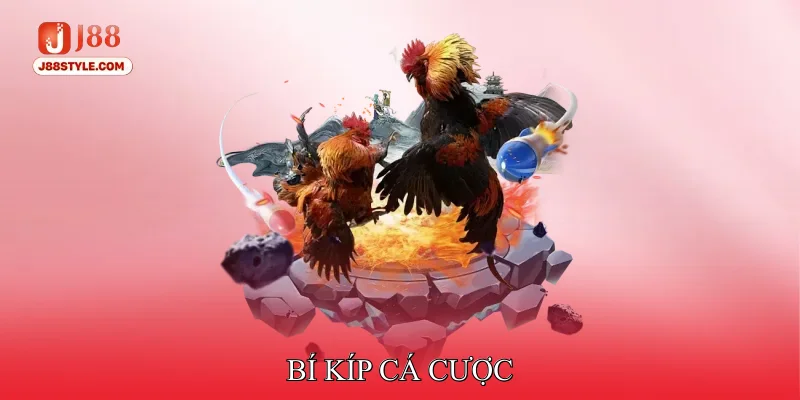 Đá Gà Thomo - Nhập Môn Các Quy Tắc Cơ Bản Cho Tân Thủ Bí kíp cá cược