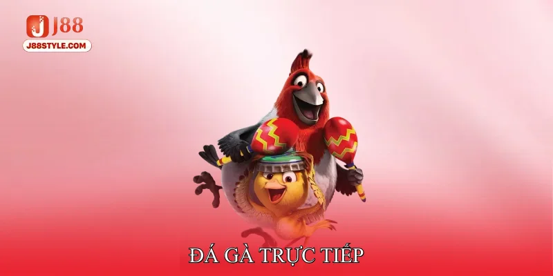 Đá Gà Trực Tiếp - Sân Chơi Của Các Chiến Kê Đỉnh Chóp Đá gà trực tiếp