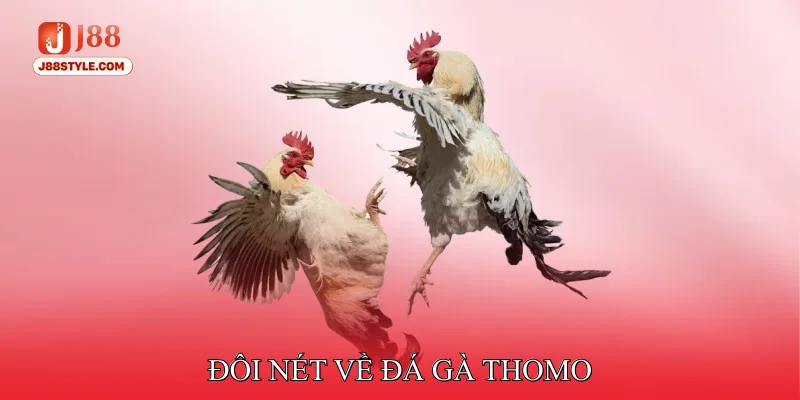 Đá Gà Thomo - Nhập Môn Các Quy Tắc Cơ Bản Cho Tân Thủ Đôi nét về đá gà Thomo