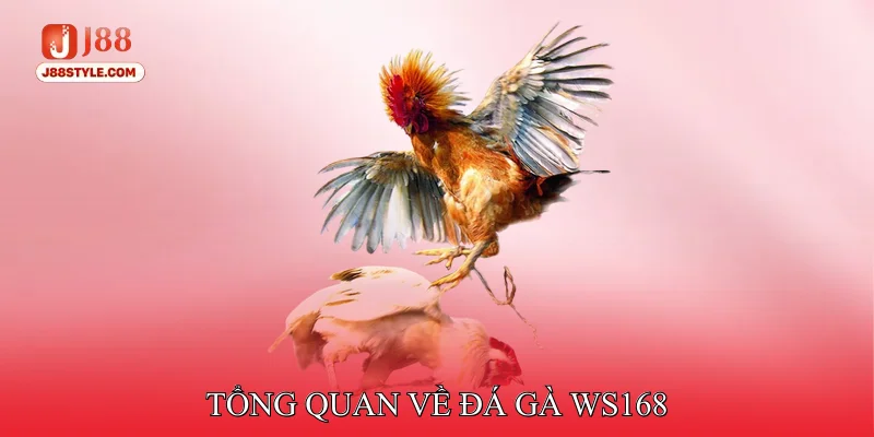 Đá Gà WS168 - Sân Chơi Của Các Chiến Kê Tuyển Chọn Tổng quan về Đá gà WS168